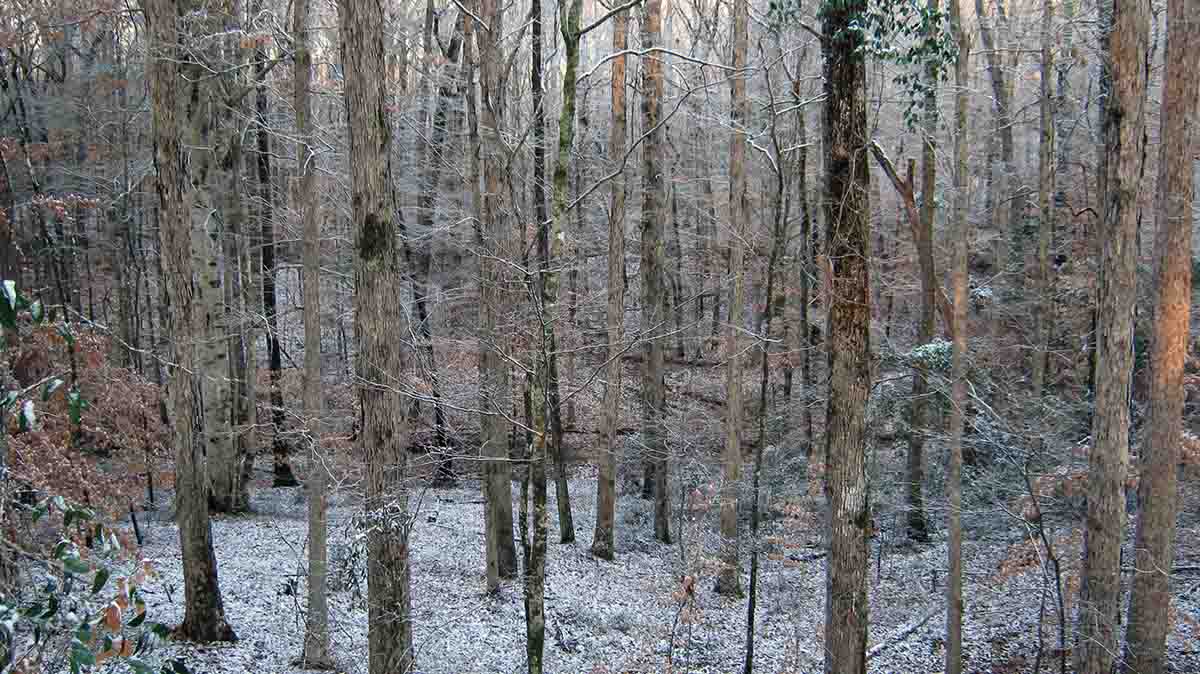 A dusting of snow, unusual in Mississippi, provides an enhanced view of the land to the west and south directly in front of the stand.